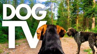 GoPro DogTV | 10hrs of Calming Virtual Dog Walks in Tranquil Nature  Dog POV