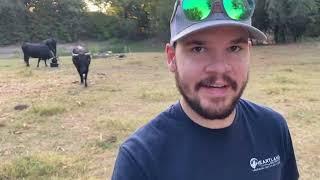 Bucket Training Cows - Rafter W Homestead E01