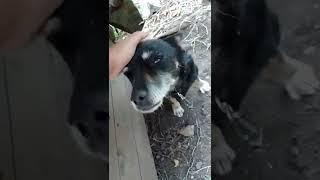 как погладить собаку