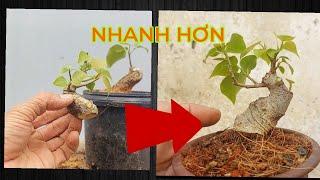 NẾU  ÁP DỤNG CÁCH NÀY BẠN SẼ LÀM CÂY ĐẸP HƠN