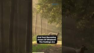  Guided Mindfulness Meditation with Jon Kabat-Zinn ️
