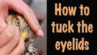 Eyes are the most important part of the mount... 3-5... Art of Taxidermy. Ferruginous hawk.