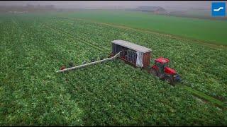 How to harvest cauliflower | The Delta harvesting machine from Beets Aluminium Products