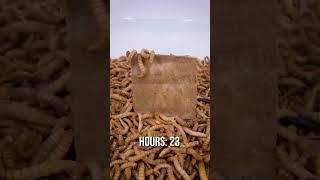 10 000 Mealworms vs. CARDBOARD
