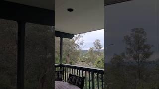 Calm Corellas vs. Chaotic Cockatoos