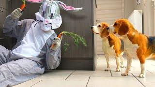 Funny Dogs Pranked With Carrots by Bugs Bunny : Cute Beagle Dog Louie