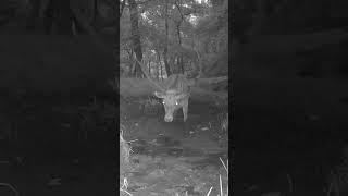 Red stag in the mud  #reddeer #deer #nature #rut #wildlife #deerstags #hunting #forest