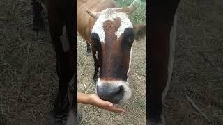 Бегемот и её привычка всё мыть #фермерскоехозяйство #домашниеживотные #ферма #озеро #корова #шортс