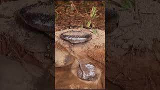 Casting a Fungus Farming Ant Colony with Molten Aluminum (Cast #107) #shorts