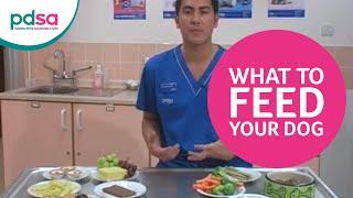 PDSA Vet Advice: What To Feed Your Dog