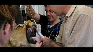 Wildlife Veterinary and Conservation experience in South Africa. Wild Spirit Vet 2019