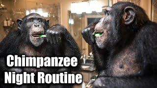 Chimpanzee Night Routine | Myrtle Beach Safari