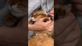 猫の耳掃除したら〇〇がつまってた