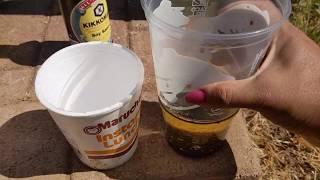 Earwig (pincher bugs) battles HOW TO make the oil trap