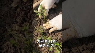 미니 미나리꽝 만들기