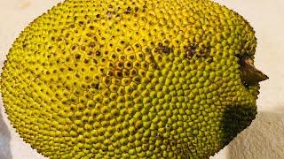 Yummy jack fruit eating then next day delicious vorta party such a wonderful time ||