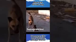 Black Cat VS  Two Dog ,#animalworld, #shorts, #yearofyou