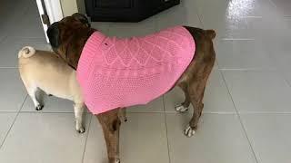 Mihachi dog sweater apparel