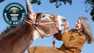 World's Tallest Donkey - Guinness World Records - Guinness World Records