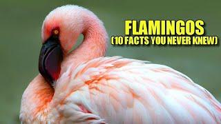 Flamingo  (10 FACTS You NEVER KNEW)