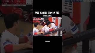 건물 사이에 피어난 장미