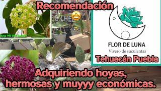 ¡Hoyas de buen tamaño, económicas y muy lindas! ¿ Donde cómpralas?