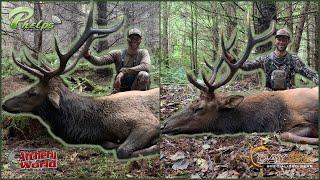 Roosevelt Archery Elk Hunting - Two BIG Coastal Bulls