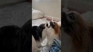 막내 파피용의 도발 오늘 한판 뜰래 우씨 #papillon #papillonbreed #빠삐용 #파피용강아지