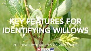 Key Features for Identifying Willows