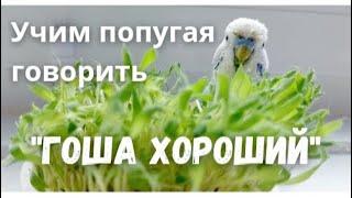 Учим попугая говорить "Гоша хороший"