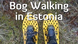 Bog Walking in the Kõnnu Suursoo Bog in Estonia