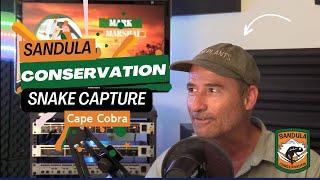 Experience Cape Cobra