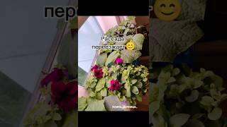 07.05.25г. Рассада переезжает из города на дачу Уже пора в грядку, а на улице холодина #рассада