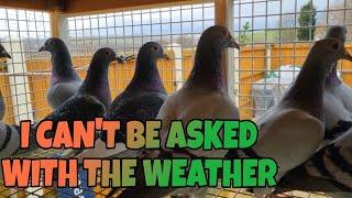 I THOUGHT OF PACKING IT IN MAYBE BECAUSE I JUST CAN'T BE ASKED WHEN IT'S TOO COLD|PIGEON RACING UK