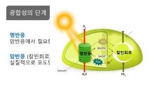 세포 광합성