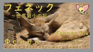 【１駅分の癒し】【4K】フェネック Фенек "самая маленькая лиса в мире" Fennec fox -the world's smallest fox-
