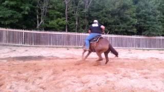 Mandalay Rey 2 year old cutting prospect