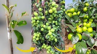 How To Graft A Jujube Tree | Grafting Of Jujube Tree Fast With Natural Aloe Vera