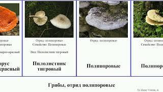 Грибы, отряд полипоровые трутовик fungus губка киноварно-красный трихаптум Ганодерма опалённая