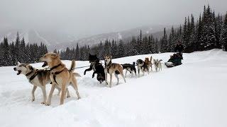 How to drive a dog sled, Sun Peaks, BC - Dog Sledding in Canada is fun!