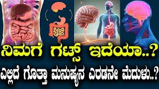 ನಿಮಗೆ ಗಟ್ಸ್ ಇದೆಯಾ..? ಎಲ್ಲಿದೆ ಗೊತ್ತಾ ಮನುಷ್ಯನ ಎರಡನೇ ಮೆದುಳು..?