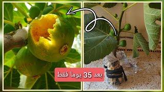 الترقيد الهوائي لشجرة التين أو الماركوتاج