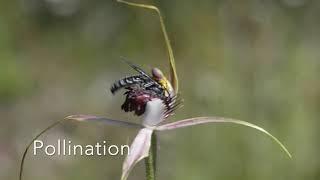 Carousel Spider Orchid Pollination 1080