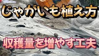 沢山とるコツってのを紹介しながら植えていきます。