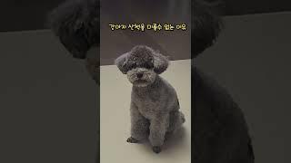 나갈 궁리만 하는 쫑이