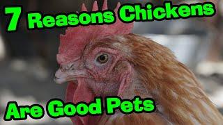 7 Reasons Why CHICKENS Make Great Pets