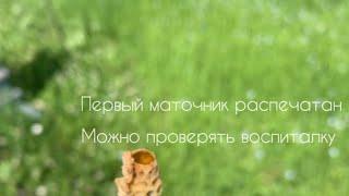 Выход маток