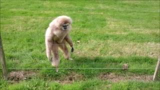 Gibbon freaks out over hedgehog