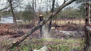 Taking Down A Hazardous Tree ️  | Titus Morris | 01.07.24