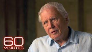 Sir David Attenborough: The 60 Minutes Interview